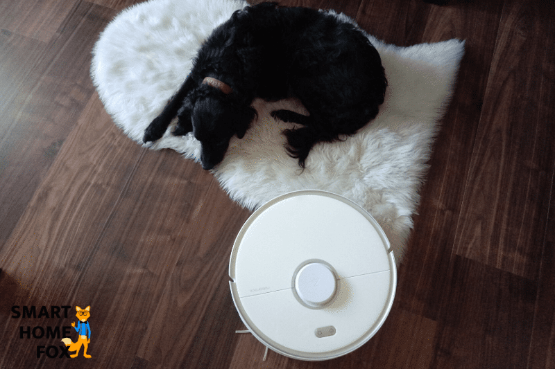 Robot vacuum cleaner cleans next to a sleeping dog.